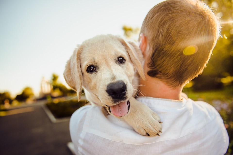 Adoption d'un chien - Clinique vétérinaire Saint Louis