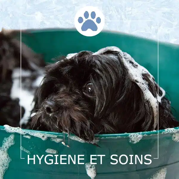 Hygiène et soins - Clinique vétérinaire Saint Louis - Brignoles
