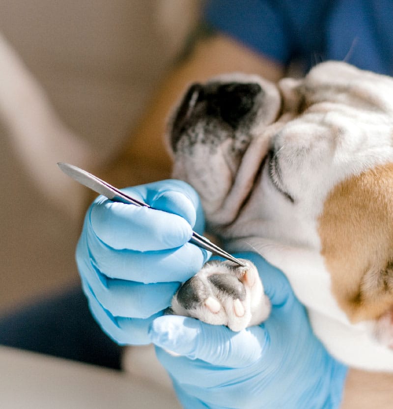 Soins veterinaire clinique st louis brignoles