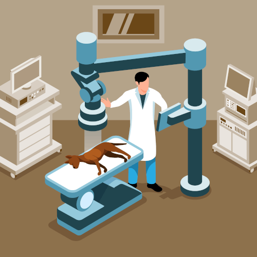 Clinique veterinaire brignoles radiagraphie