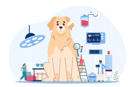 Clinique veterinaire brignoles - visite senior