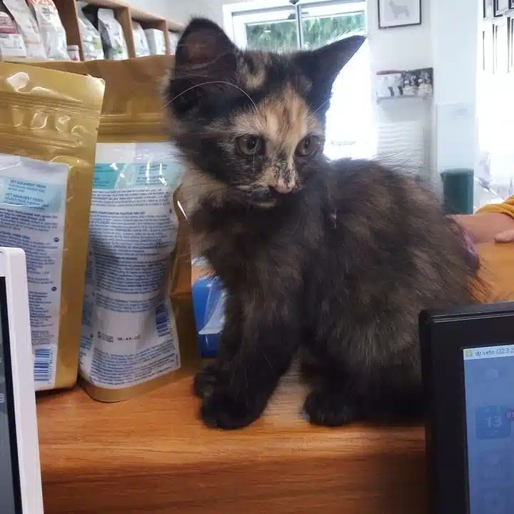 chaton patient clinique veterinaire st loui brignoles