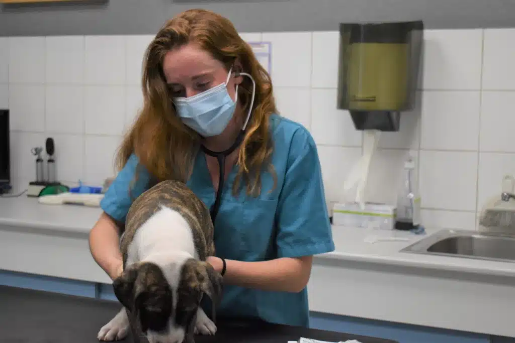osculation dr legrand clinique veterinaire brignoles