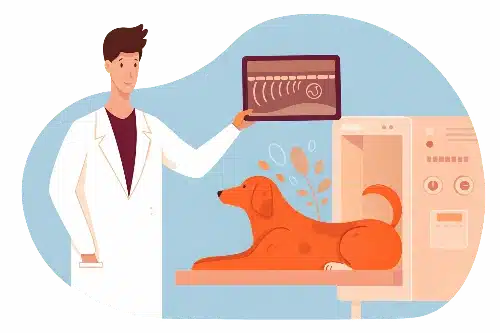radiographie - clinique vetrinaire saint louis brignoles