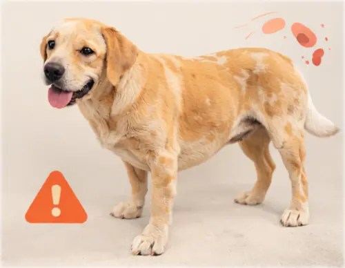 leishmaniose - clinique veterinaire saint louis brignoles